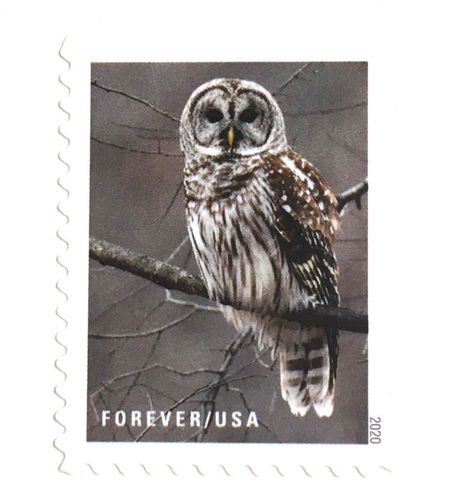 100 Owl Forever Stamps Unused Forest Owl Postage Stamps For Mailing